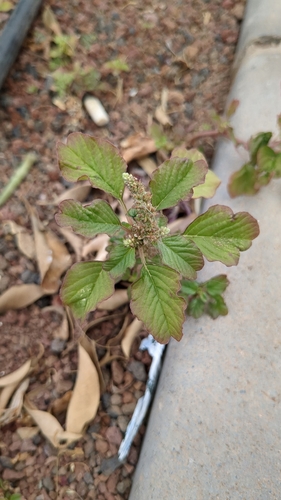 Amaranthus blitum image