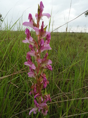 Disa verdickii