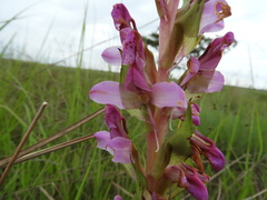 Disa verdickii