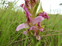 Disa verdickii