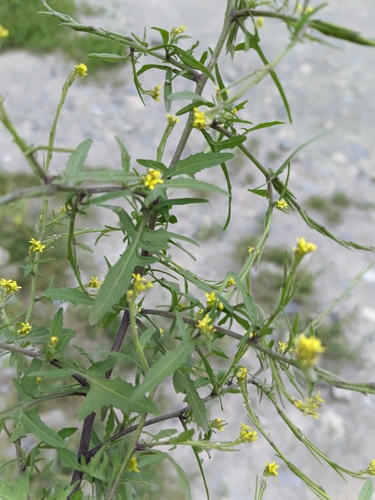 Sisymbrium officinale