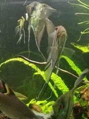 Pterophyllum