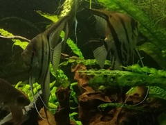 Pterophyllum