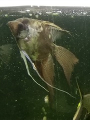 Pterophyllum
