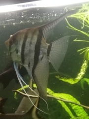 Pterophyllum