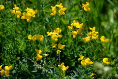 Lotus corniculatus corniculatus