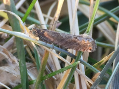 Pseudexentera mali