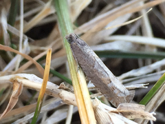 Pseudexentera mali