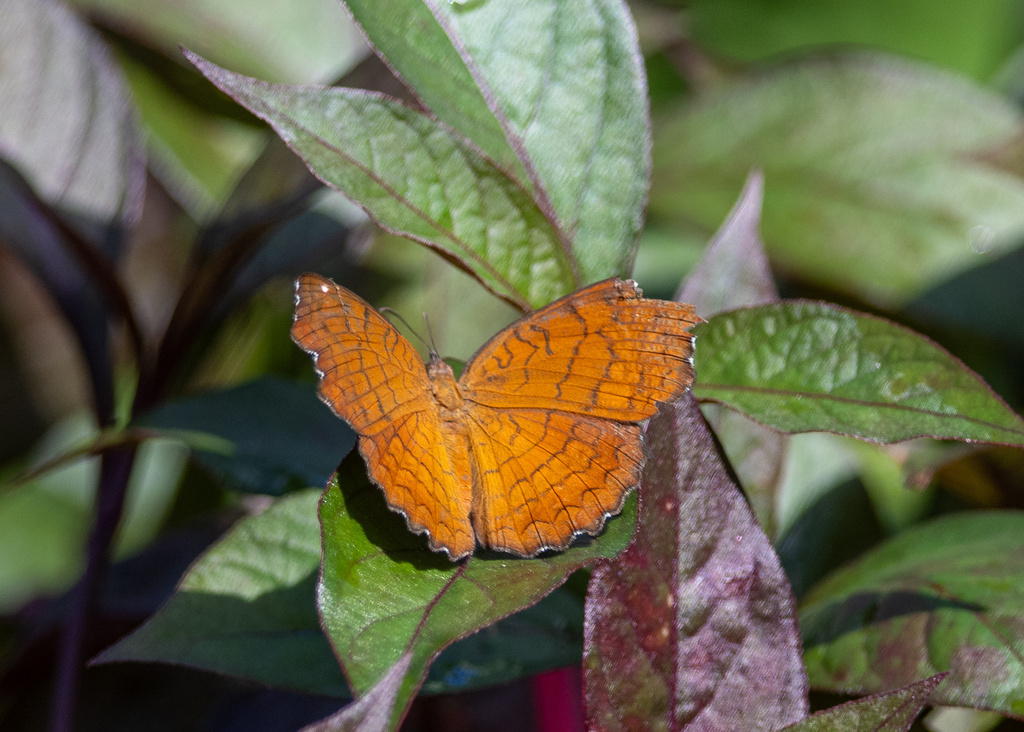 Angled Castor from Kwu Tung, New Territories, HK on July 25, 2023 at 09 ...