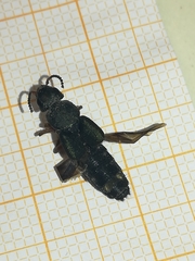 Platydracus fulvipes