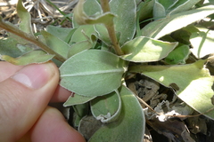 Craspedia uniflora maritima