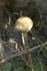 Craspedia uniflora maritima
