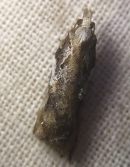 Acleris cristana