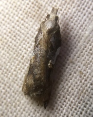 Acleris cristana