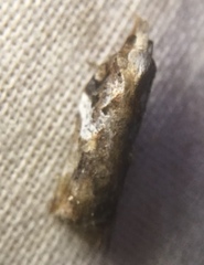 Acleris cristana