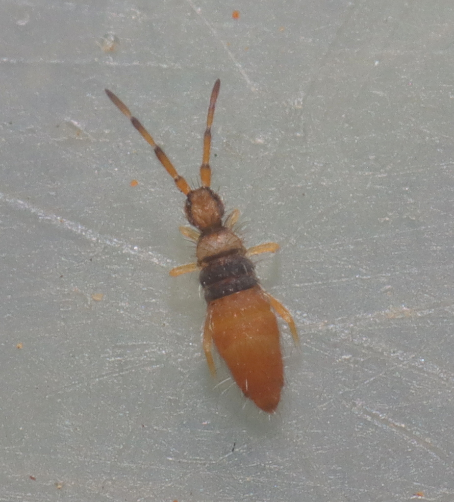 Springtail