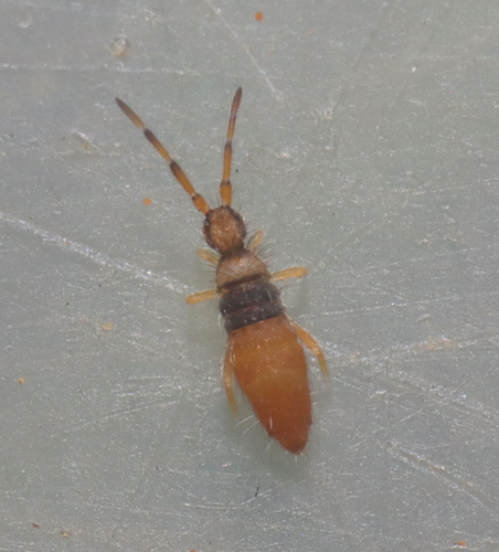 Entomobrya atrocincta Schött, 1896