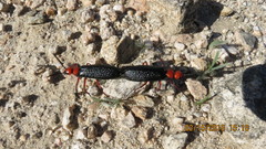 Lytta magister