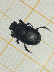 Onthophagus verticicornis
