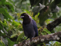 Cyanocorax violaceus