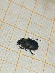 Onthophagus verticicornis