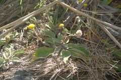 Craspedia uniflora maritima