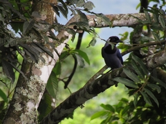 Cyanocorax violaceus