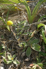 Craspedia uniflora maritima