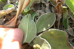 Craspedia uniflora maritima