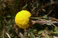 Craspedia uniflora maritima