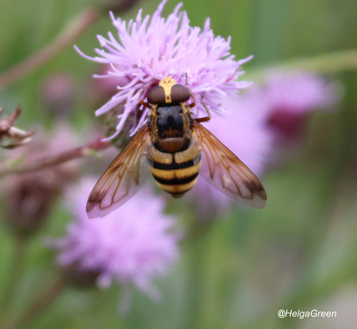 Lesser Hornet Hoverfly, Сосновский р-н, Челябинская обл., Россия, photo 7 of 10