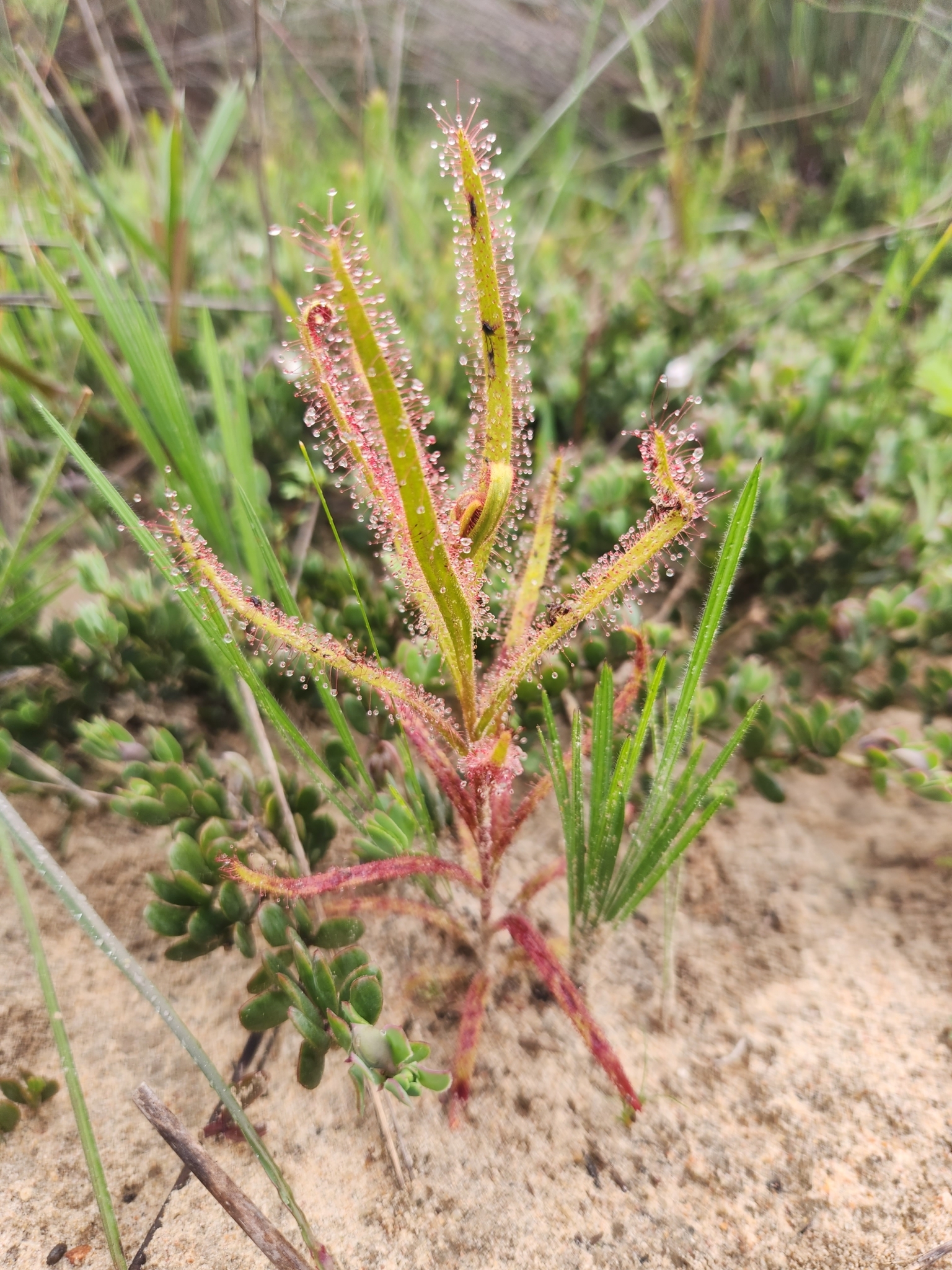 Drosera cistiflora L.