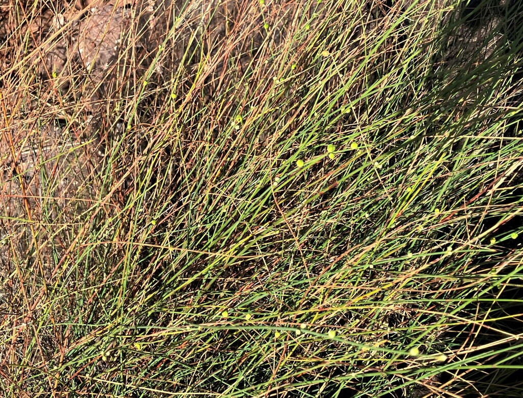 Calycopeplus collinus