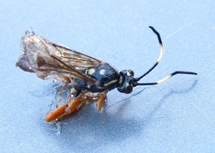 Cratichneumon w-album