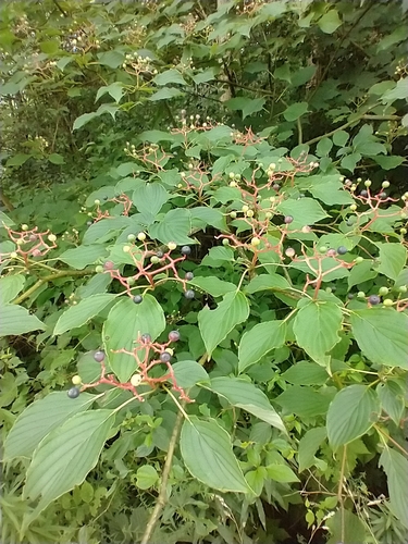 Cornus alternifolia