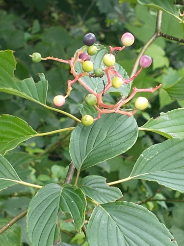 Cornus alternifolia