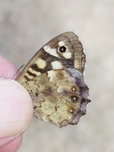 Speckled wood