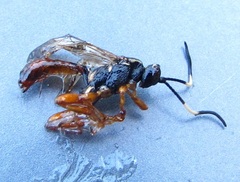 Cratichneumon w-album