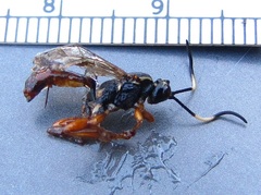 Cratichneumon w-album