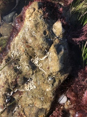 Vermetoidea
