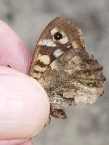Speckled wood