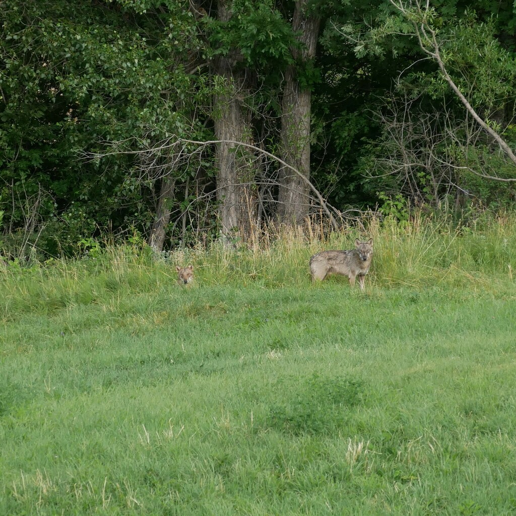 Gray Wolf in July 2023 by mamisstic · iNaturalist