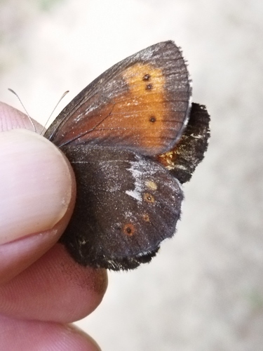 Large Ringlet, Rodopi Municipality, Bulgaria, photo 4 of 10