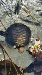 Chitonoidea