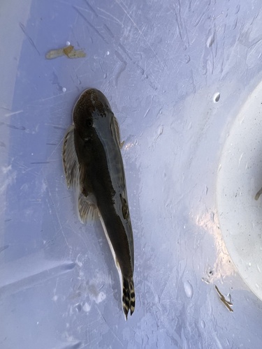 Taiwan hillstream loach (Hemimyzon formosanus) — Balitoridae — 5