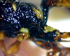 Cratichneumon w-album