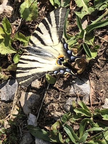 Iphiclides podalirius