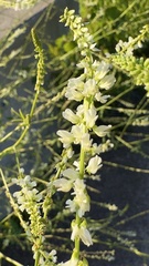 Melilotus albus image