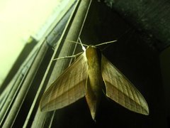 Theretra alecto