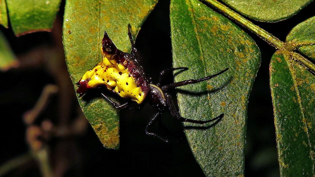 Micrathena digitata